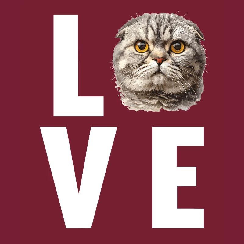 Scottish Fold Kätzchen Scottish Fold Katze
