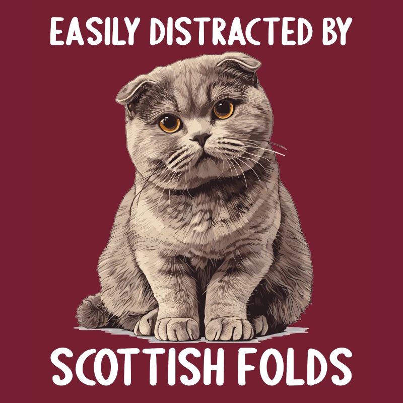 Scottish Fold Kätzchen Scottish Fold Katze