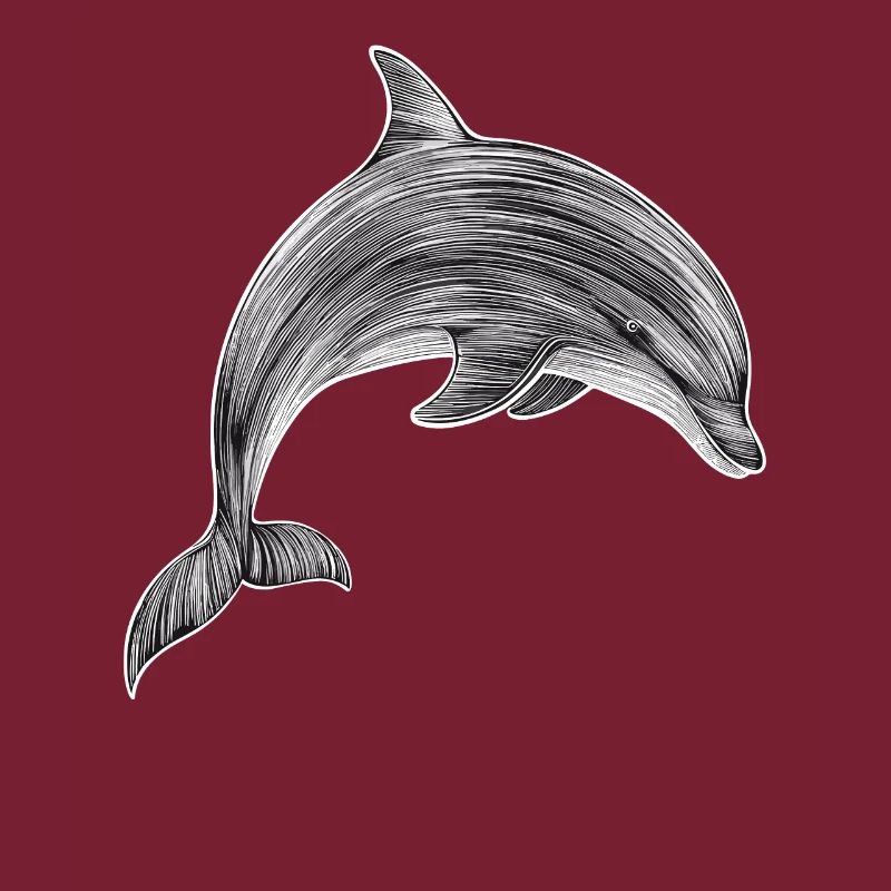Dolphin Drawing Illustration Black and White