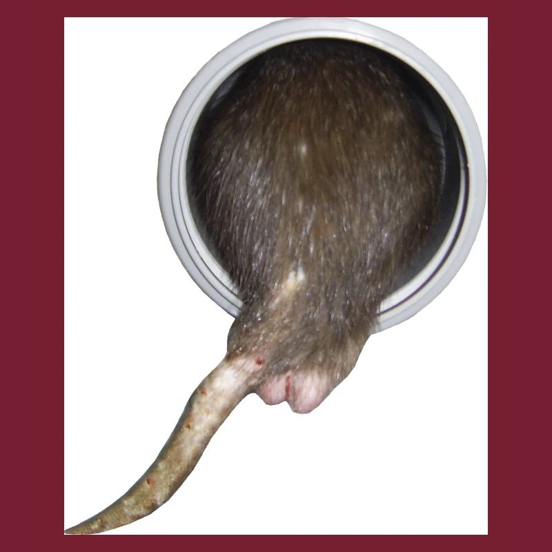 Ratte im Rohr hinter