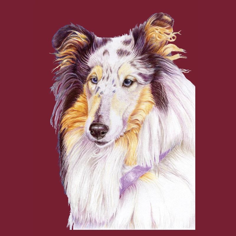 Collie bluemerle