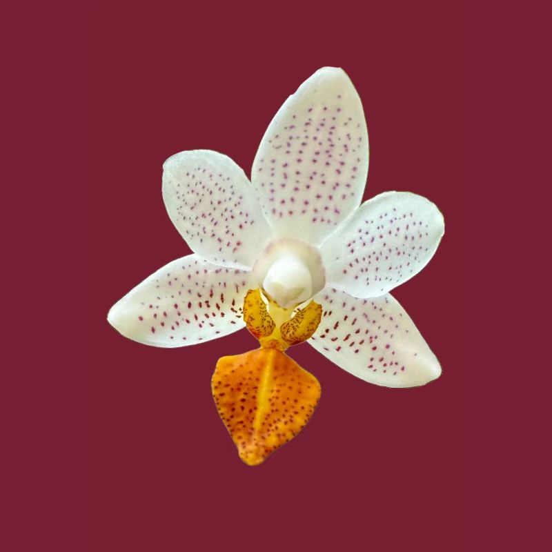 Orchideenblüte Phalaenopsis MiniMark Orchidee