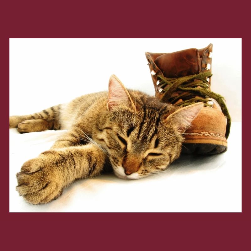 Katze