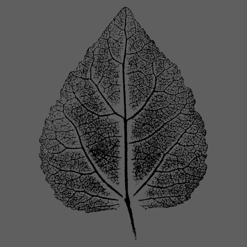 Blatte Linde ANALOG Impression d’art