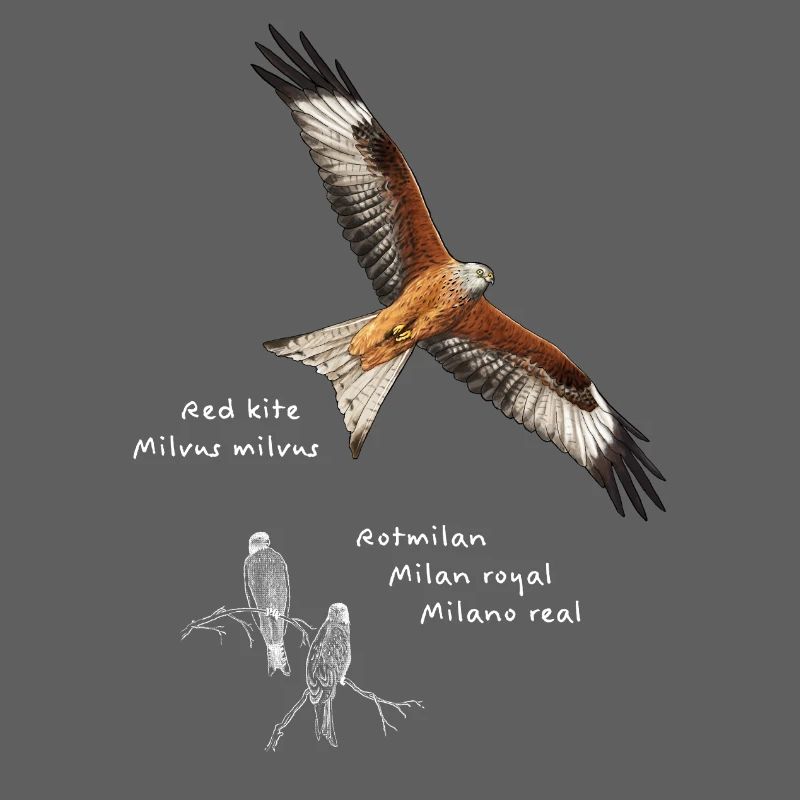 Red Kite - Forked Harrier
