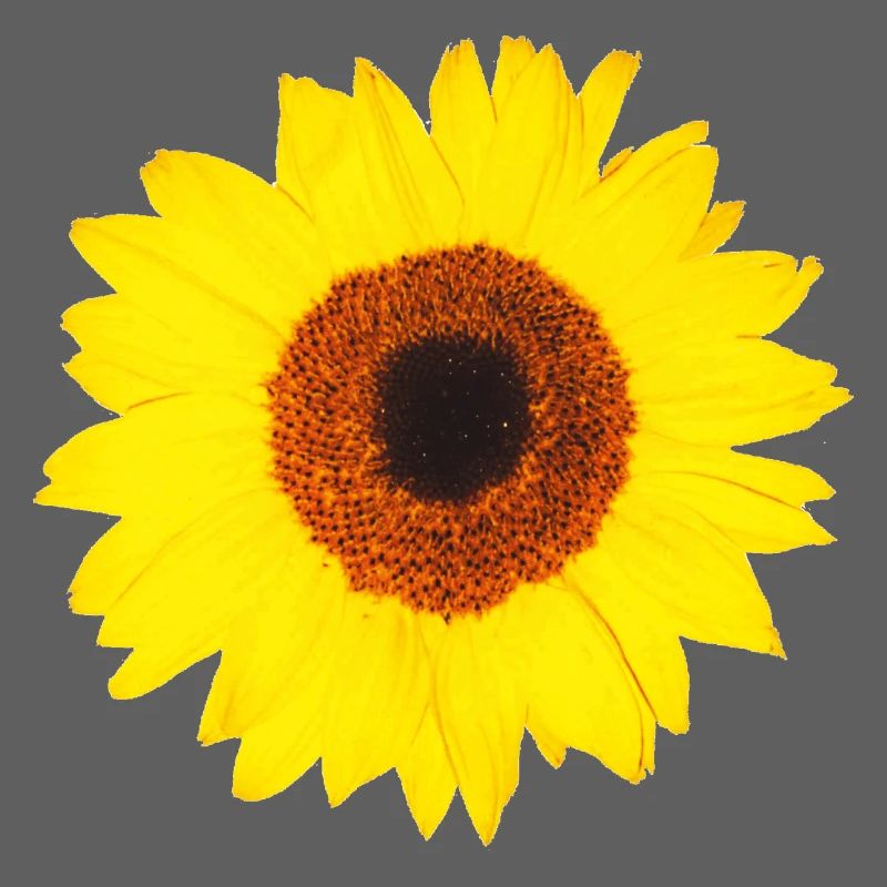 Sonnenblume