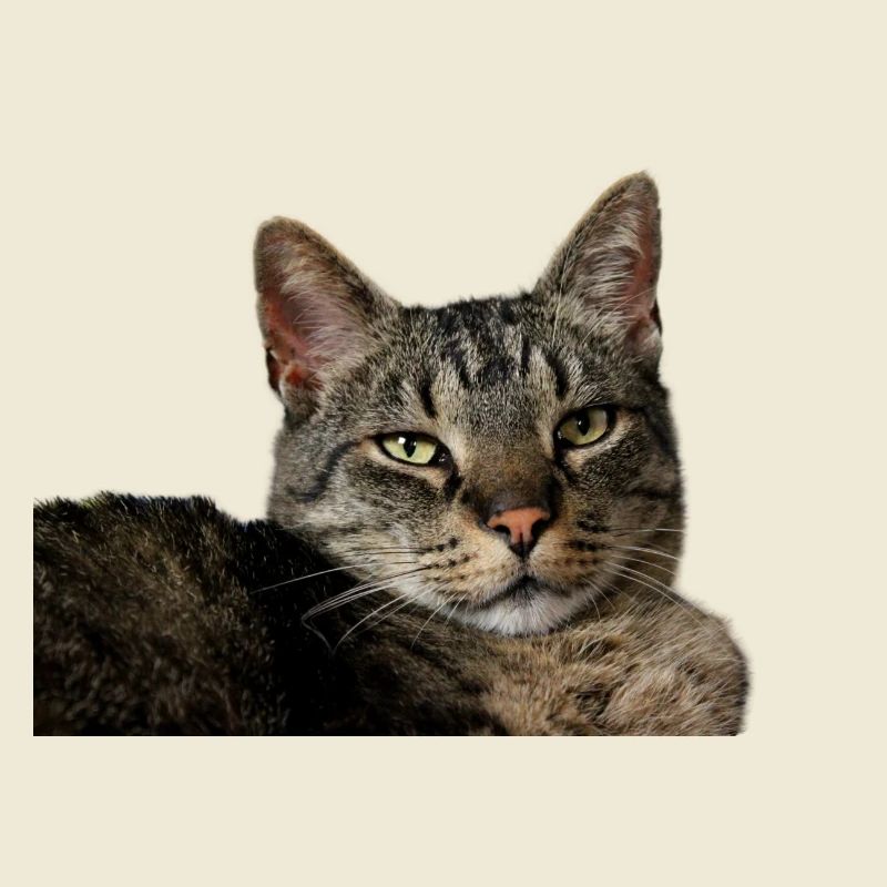 Katze Kätzchen