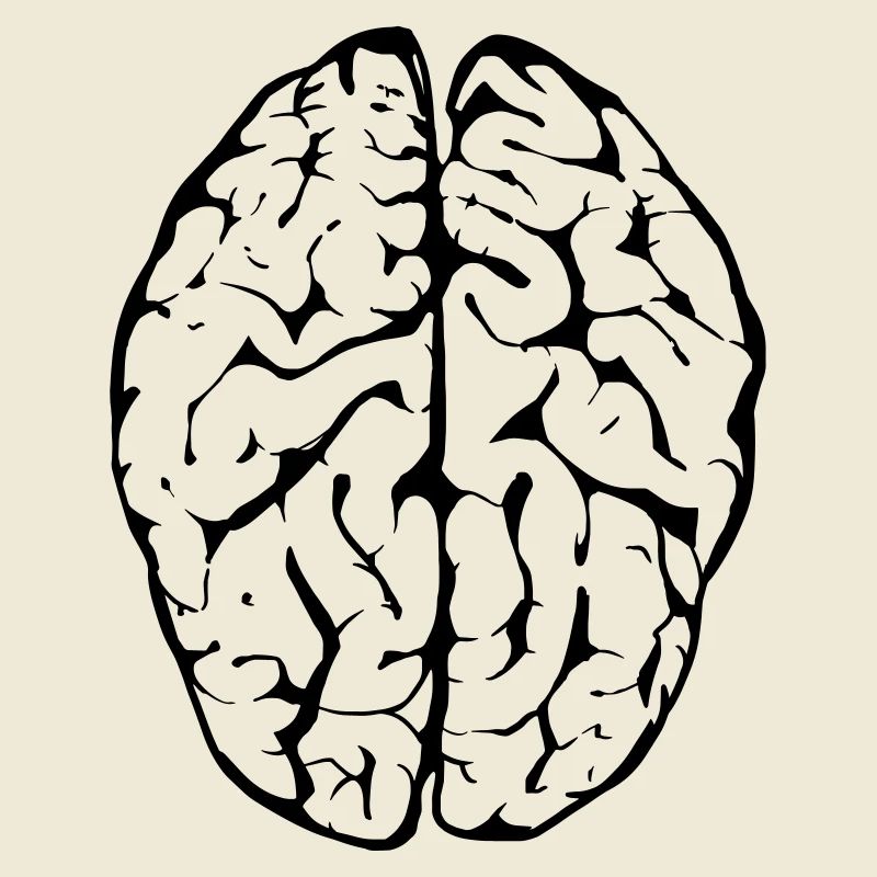 brain