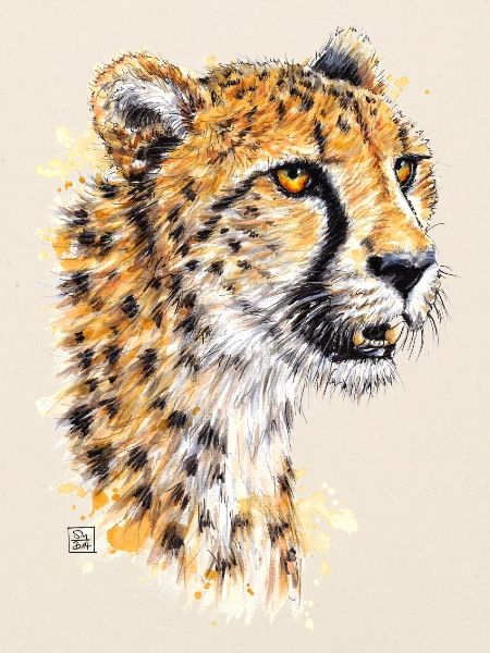 Gepard | cheetah