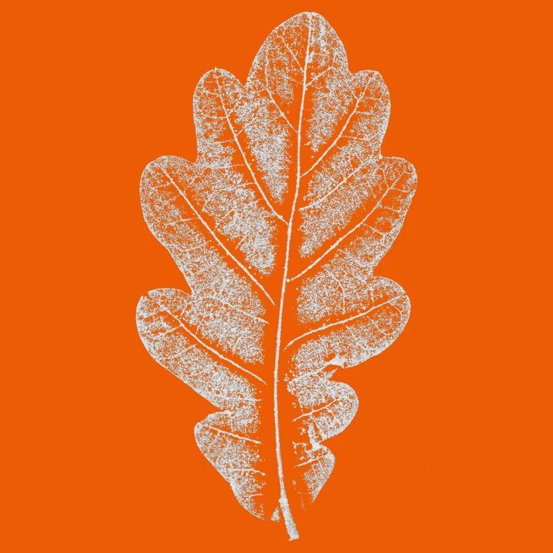Blatt EICHE / Eichenblatt WEISS