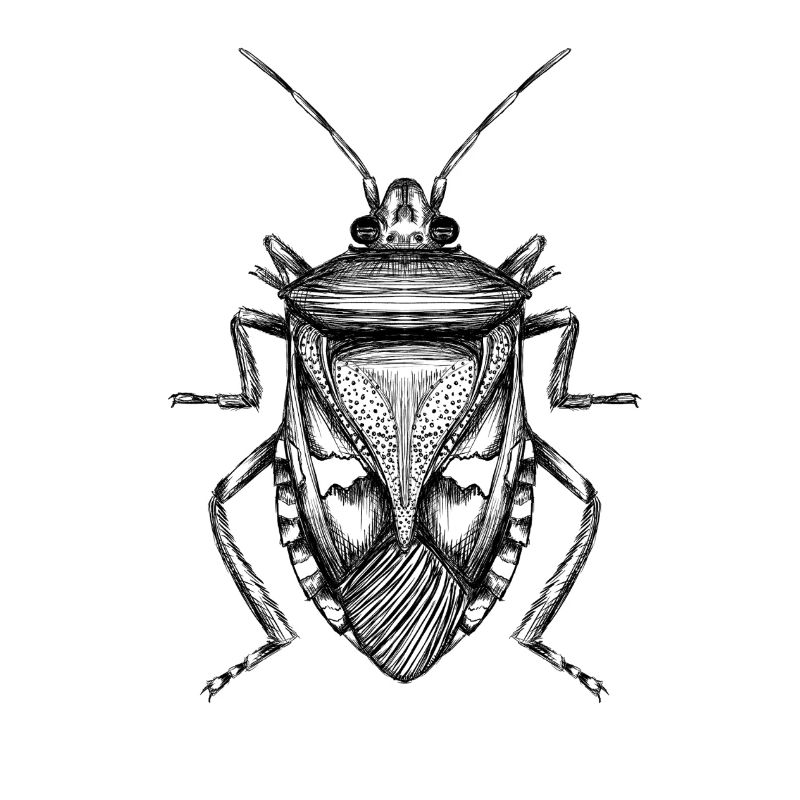 Bug