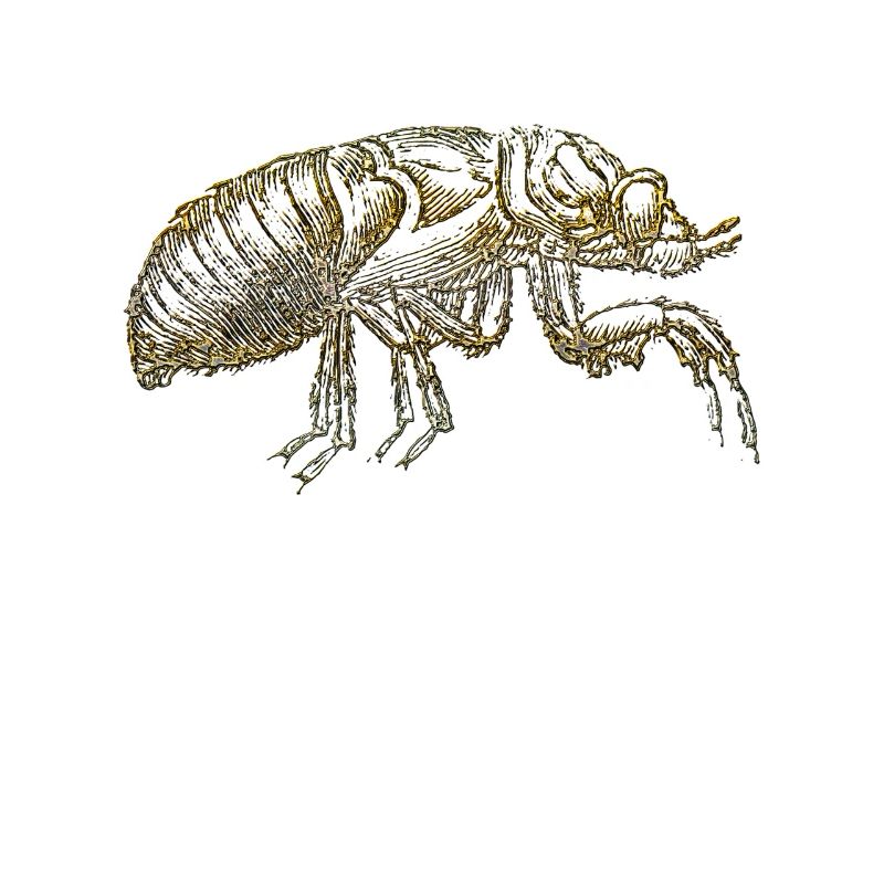 The flea