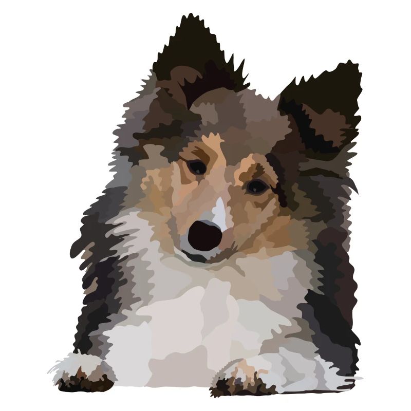 Dani, le Sheltie