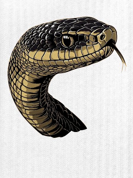 Schlange Python Kobra Mamba Klapperschlange Snake