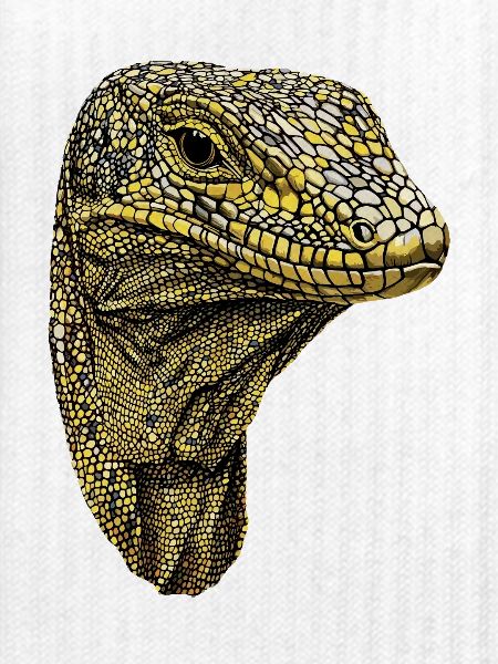 Waran Echse Reptil Komodowaran Bindenwaran Lizard