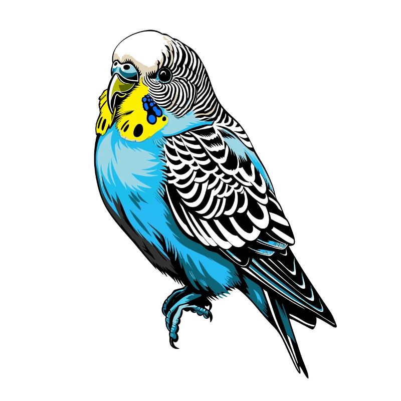 Conception vectorielle de perruche colorée