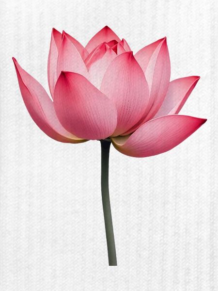 Lotusblume Seerose