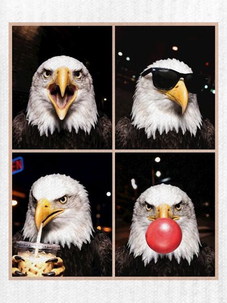 Eagle Adler