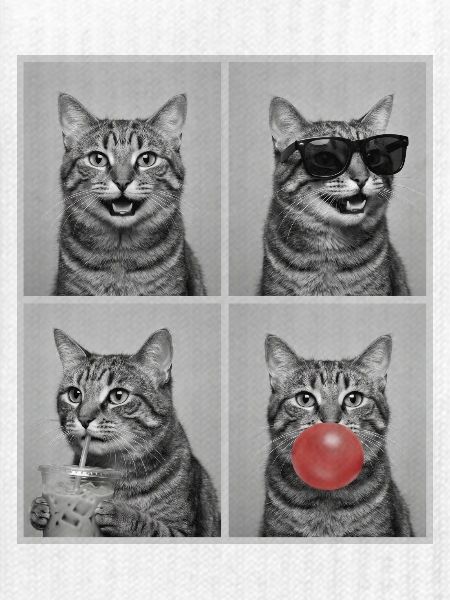 Katzen American Bobtail Katze