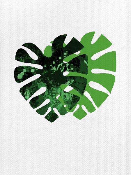 Monstera-Pflanze