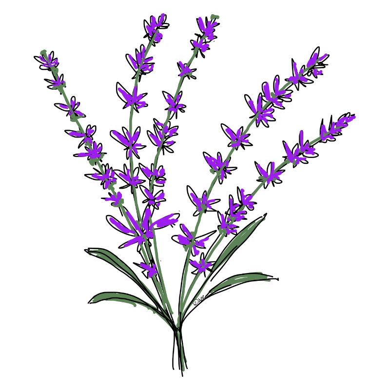 Lavendel