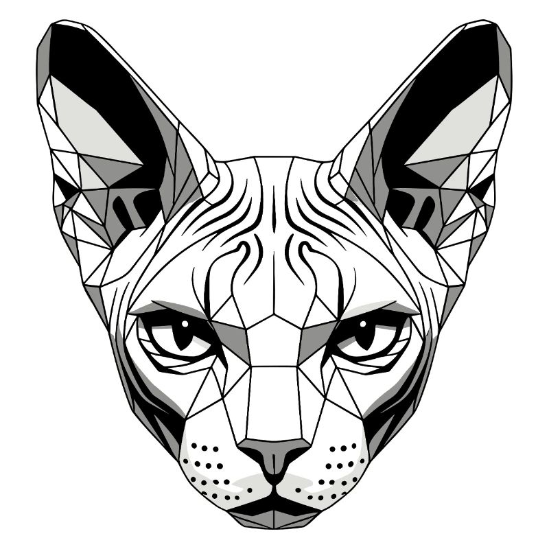 Sphynx Chat Sphynx Chat Chat Canadien Sphinx mignon