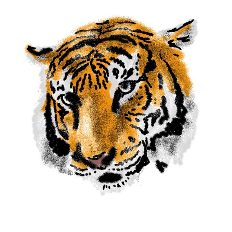 tiger