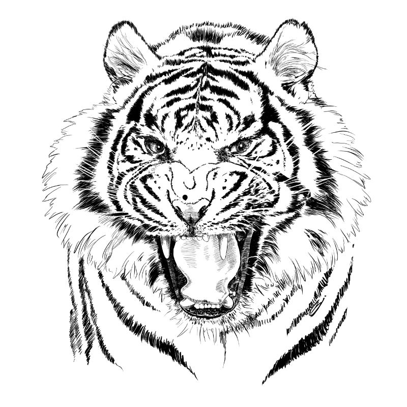 tiger