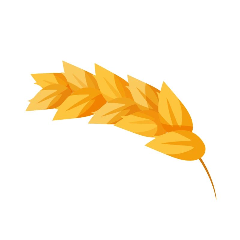 Corn grain corn