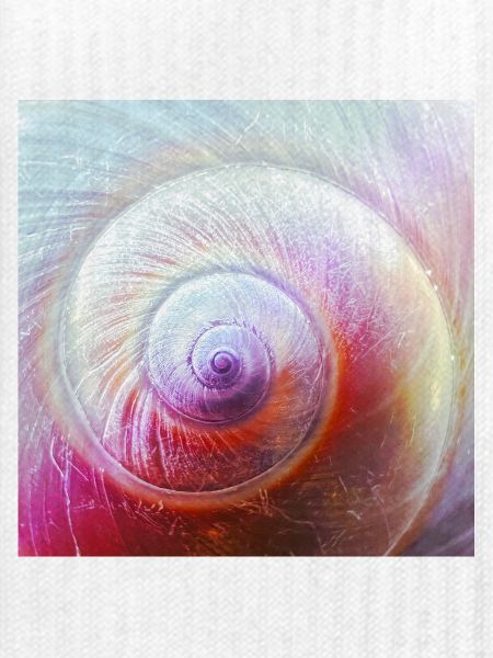 Spiralenschale
