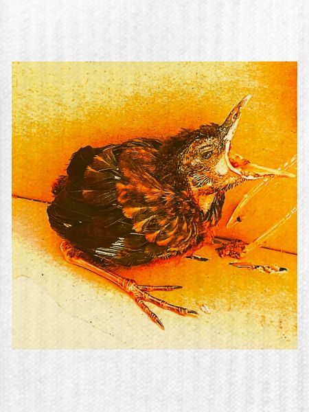 Hungrige Amsel