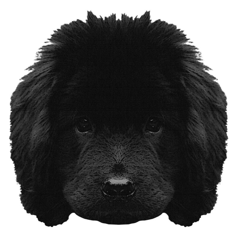 Chiot mignon, chiot Terre-Neuve, races de chiens