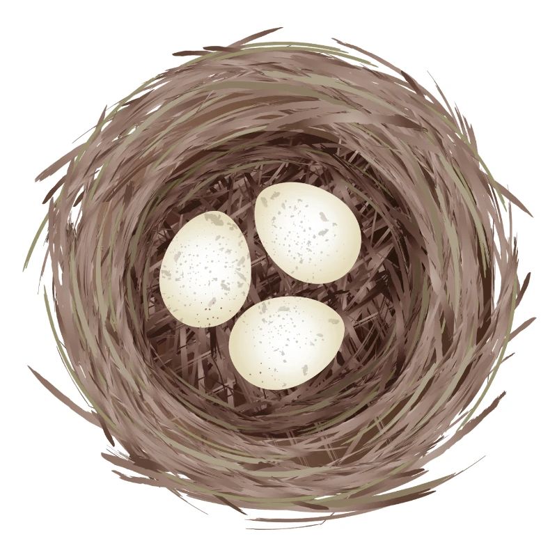 Bird's Nest with Three Eggs – Natural Illustration