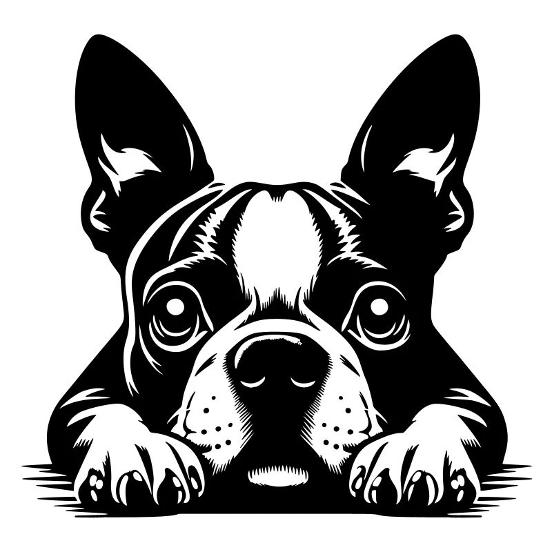 Boston Terrier Kopf mit Pfoten