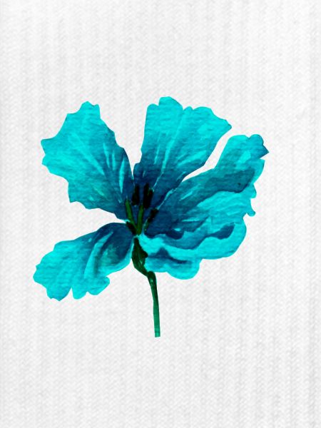 Blume