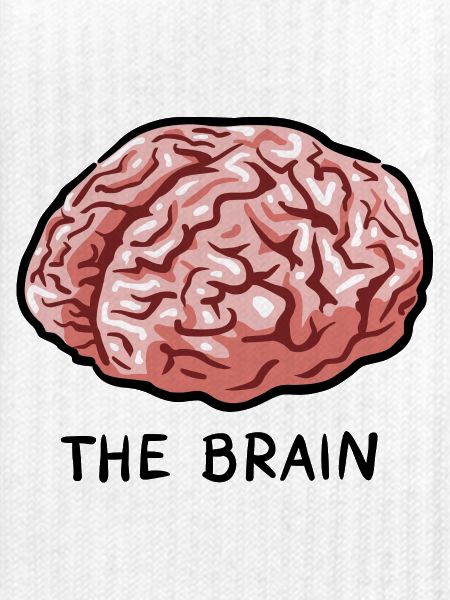 THE BRAIN