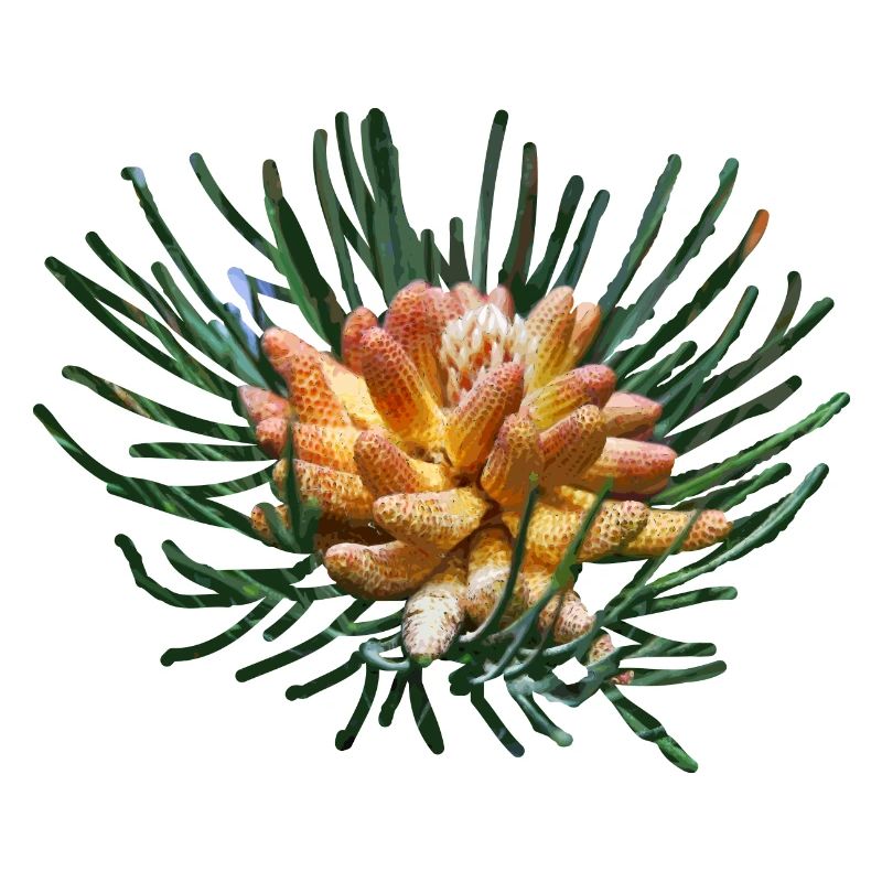 Creative fir branches
