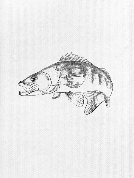 pike-perch