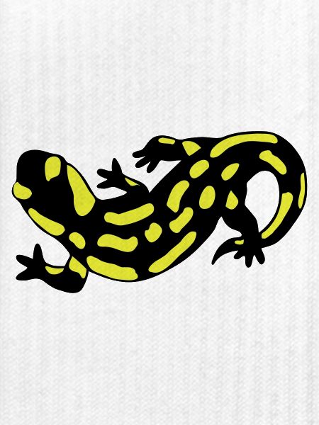 Salamander