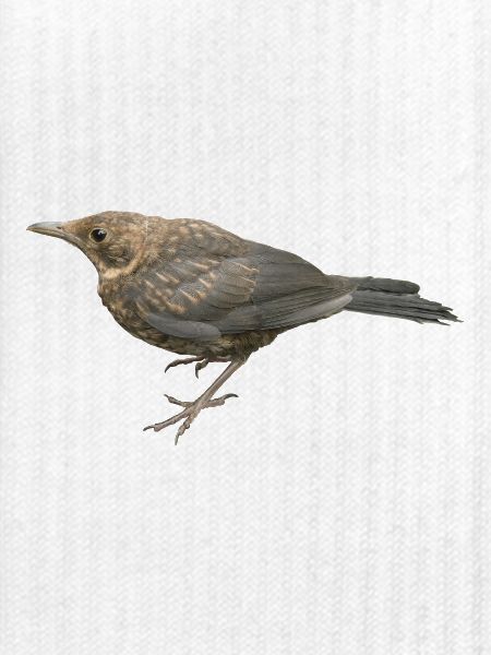 Amsel Jungvogel