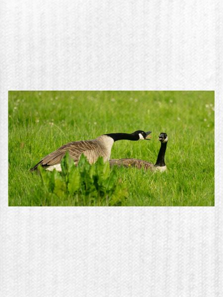 Gans