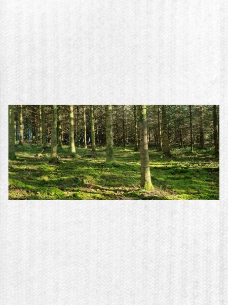 Lichter Waldlandschaft Druckdesign