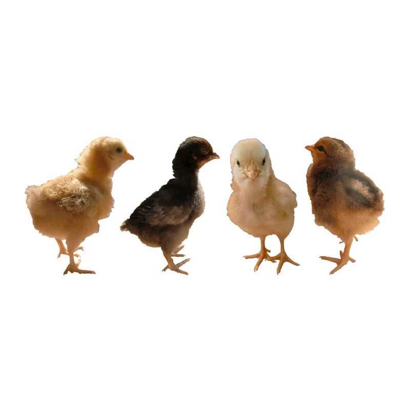 Chick
