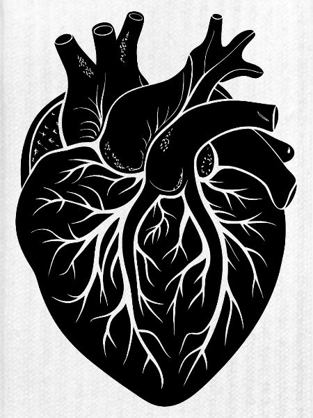 anatomisches Herz