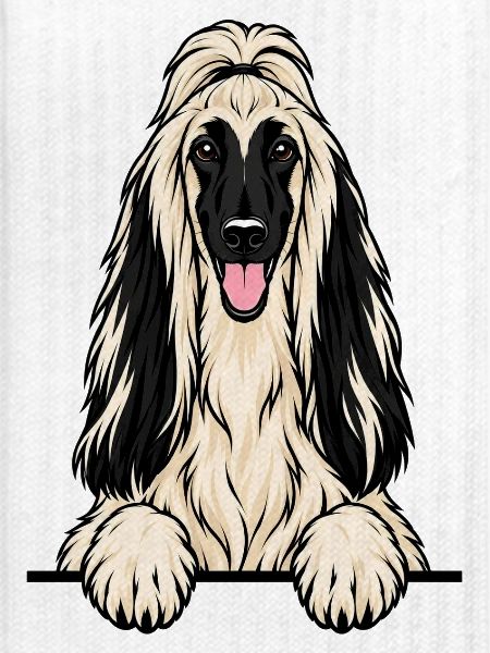 Afghanischer Windhund