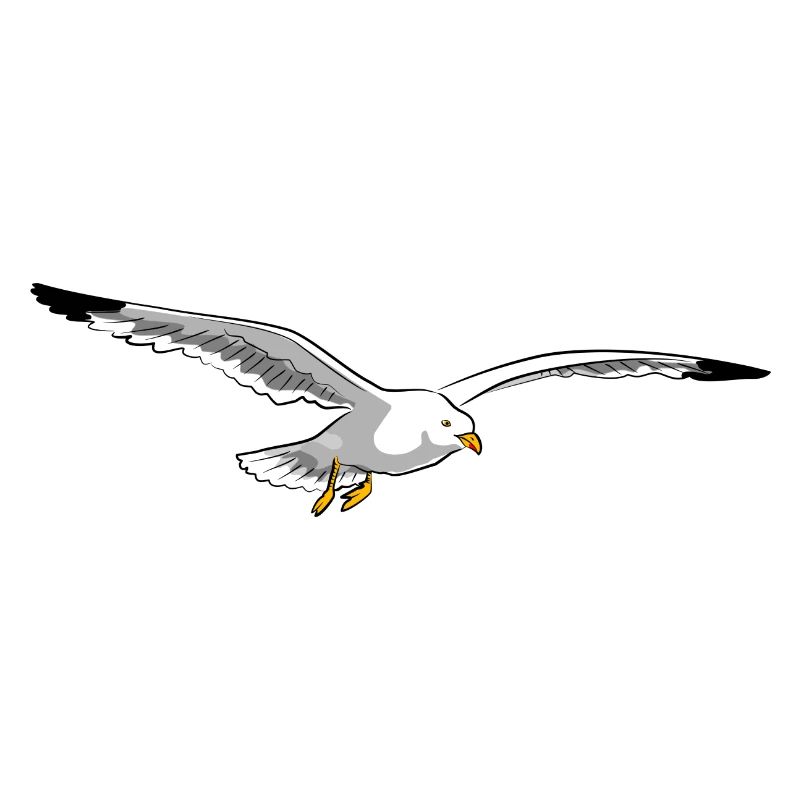mouette