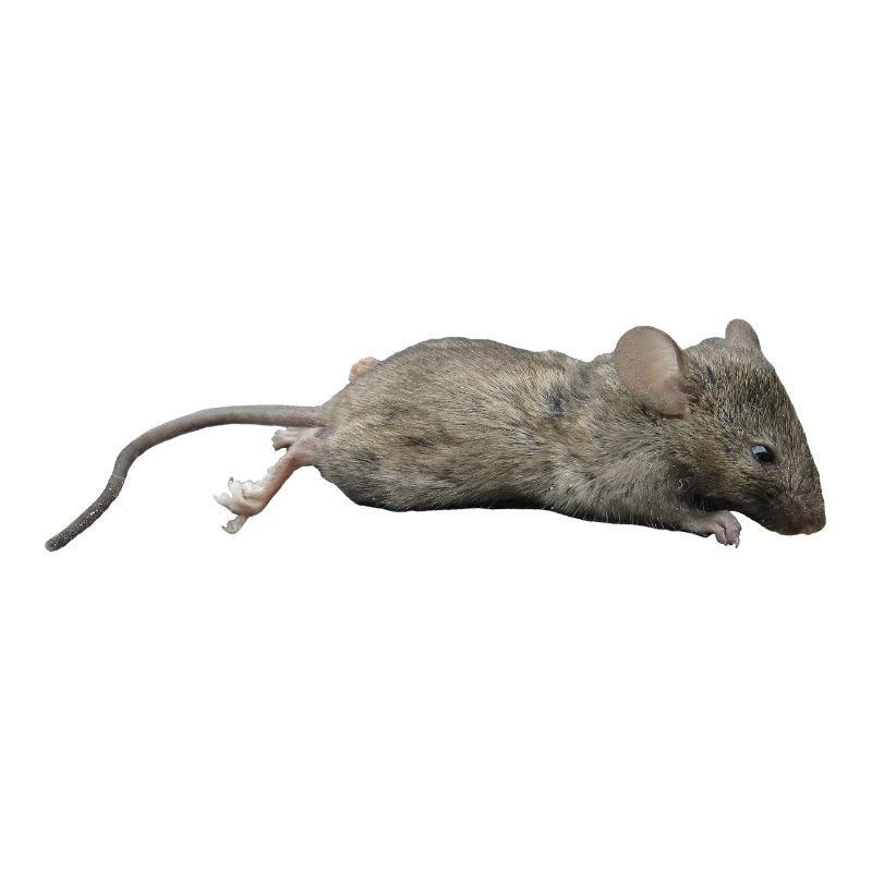 Maus