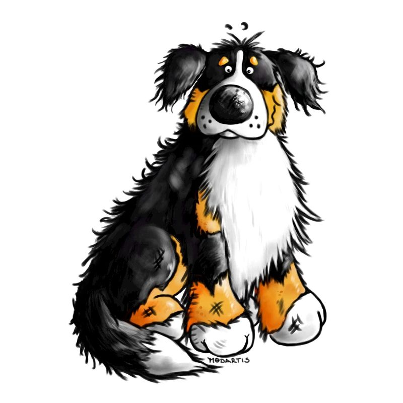"Bernie" - Bouvier Bernois - Chien
