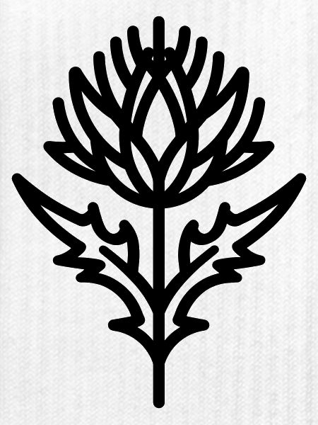 Distelblüte