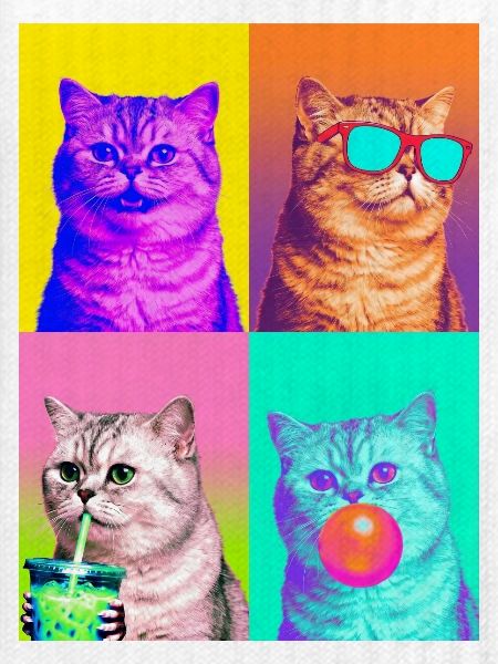 Katzen Perser Katze